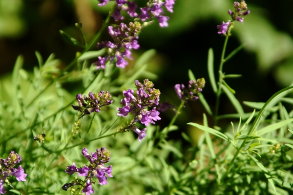 Linaria purpurea / Linajola purpurea